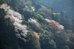 山間に咲く山桜