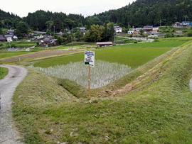 ブランド米田園