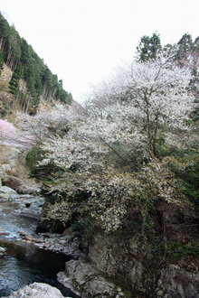 渓流に咲く山桜