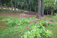 たたら公園