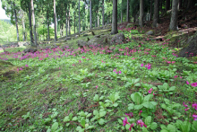 たたら公園