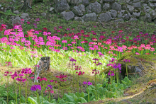 自生するクリンソウ