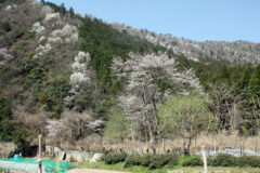 山桜とコブシ