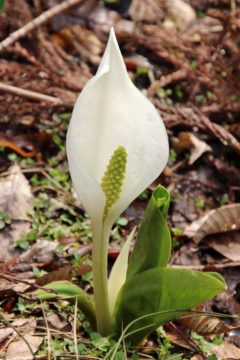 一輪の水芭蕉