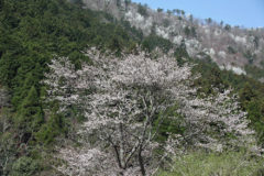 野に咲く山桜
