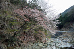 谷川と山桜