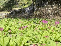クリンソウ開花情報（R7.5.5）