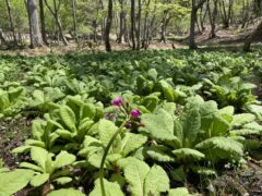 クリンソウ開花情報（R7.5.13）