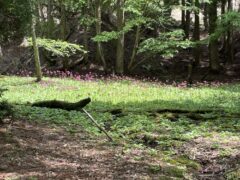 クリンソウ開花情報（R7.5.19）
