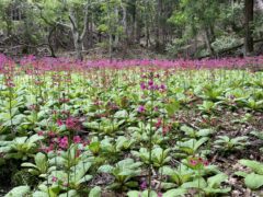 クリンソウ開花情報（R7.05.26）