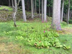 クリンソウ開花情報（R7.6.13）