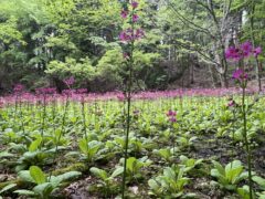 クリンソウ開花情報（R7.6.2）