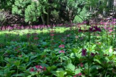 クリンソウ開花情報（R7.6.5）