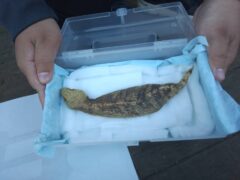 つちのこさがしイベント開催★