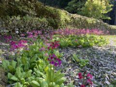 クリンソウ開花情報（R8.5.11）
