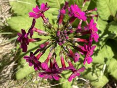 クリンソウ開花情報（R8.5.18）