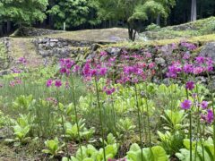 クリンソウ開花情報（R8.5.21）