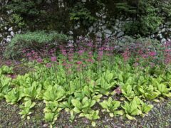 クリンソウ開花情報(R8.5.22)
