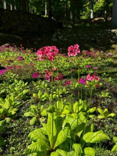 クリンソウ開花情報（R8.5.15）